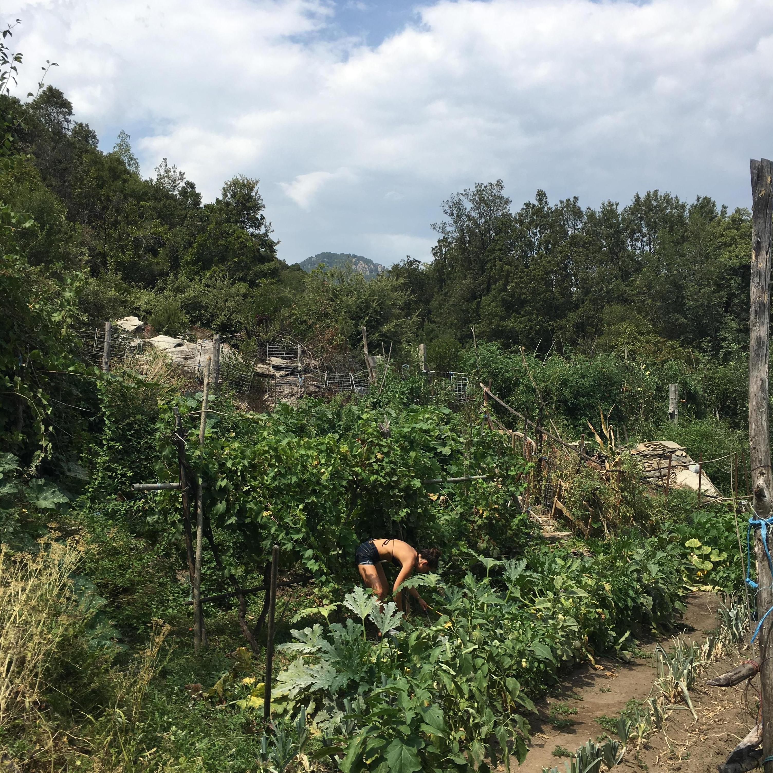Morgane in Babbo's garden