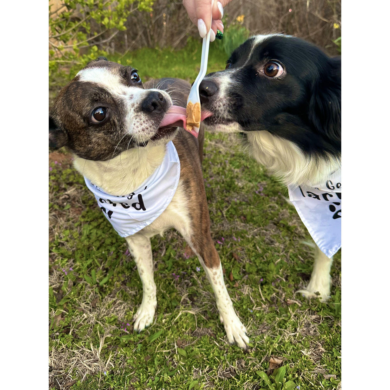 Our sweet babies, Minerva and Suki