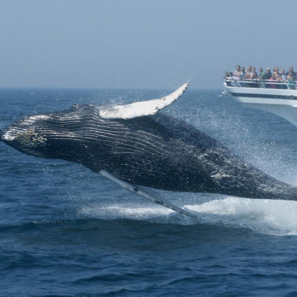 Whale watching excursion
