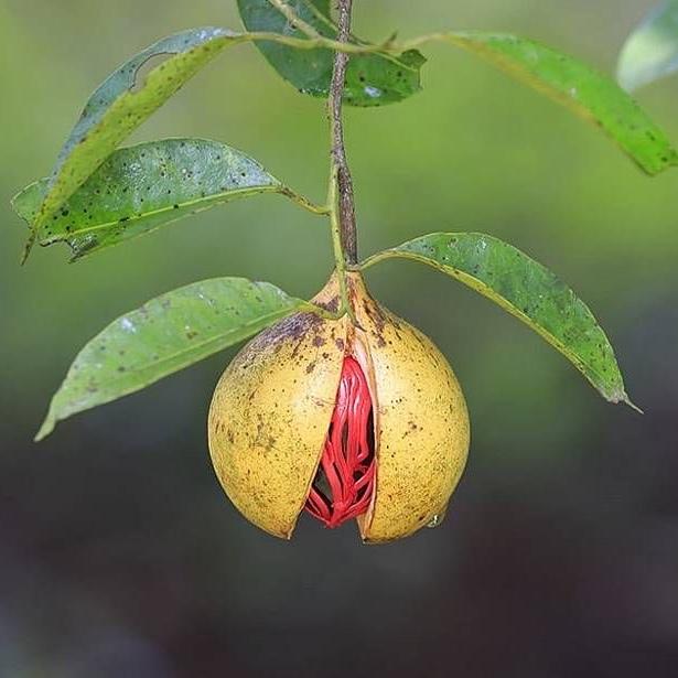 Spice Gardens, Rum & Chocolate Tour