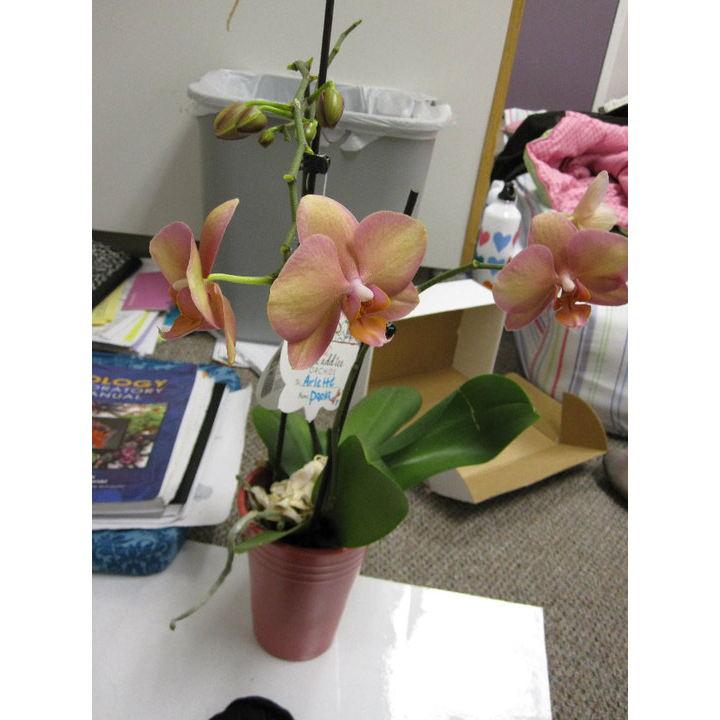 The first time Kaden sent me flowers...annonimously. La primera vez que Kaden me regalo flores de manera anonima.
