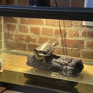 New Tank for Willow