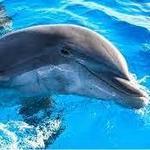 Marineland Dolphin Adventure