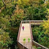Hillsborough River Walk