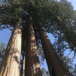 Sequoia National Park