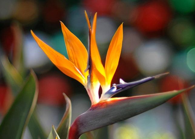 The Wedding Website of Curtis Victor and Denise Caesar