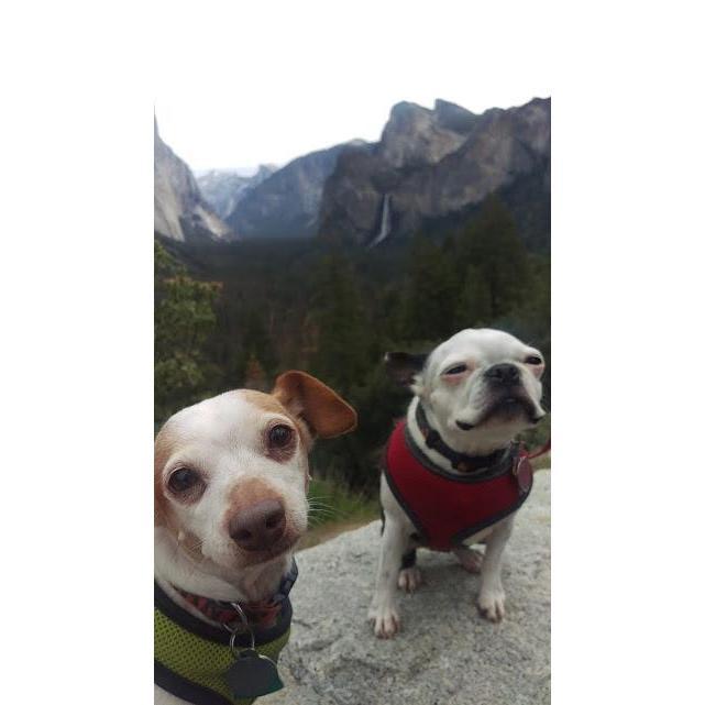 Will and Cokie in Yosemite