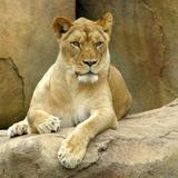 Peoria Zoo
