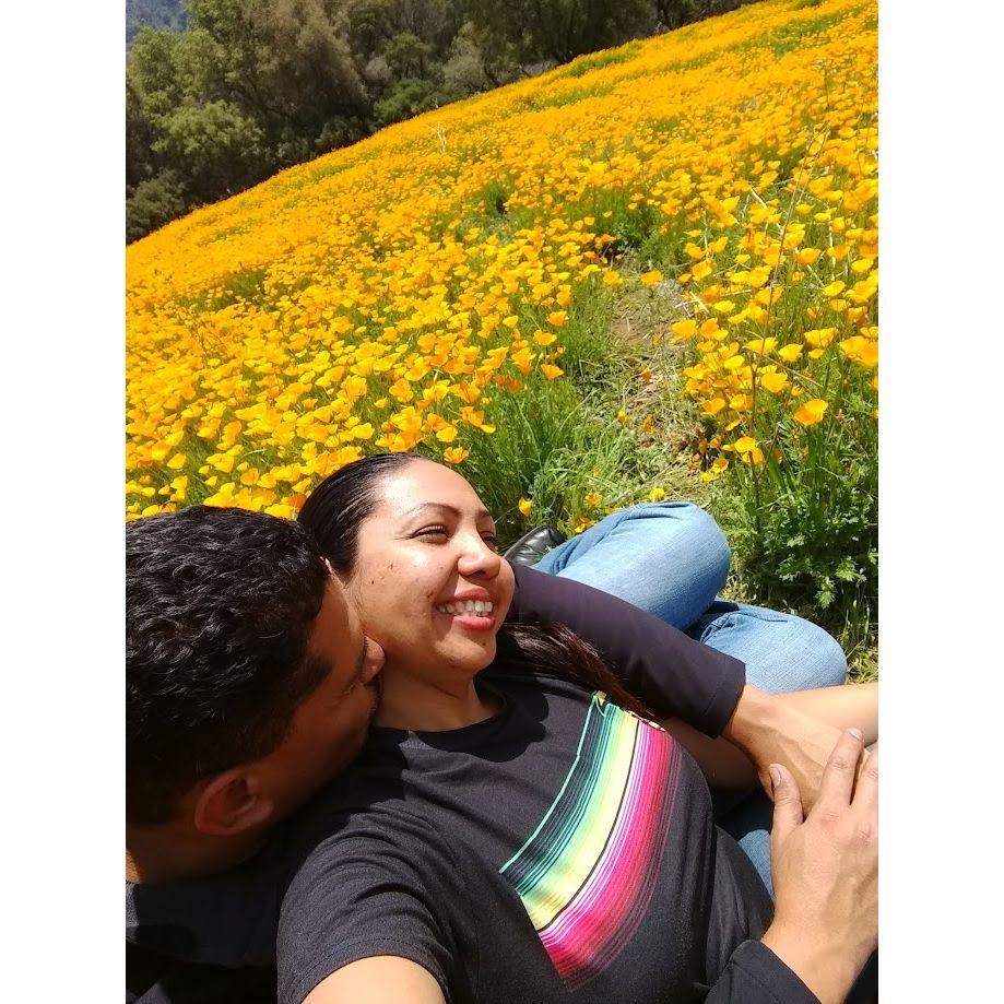 California Poppy field