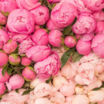 DO: International Rose Test Garden