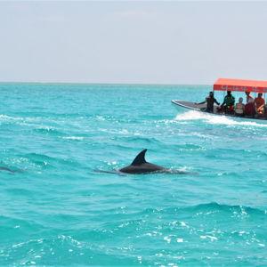 Swim with Dolphins in Mnemba Atoll, Zanzibar