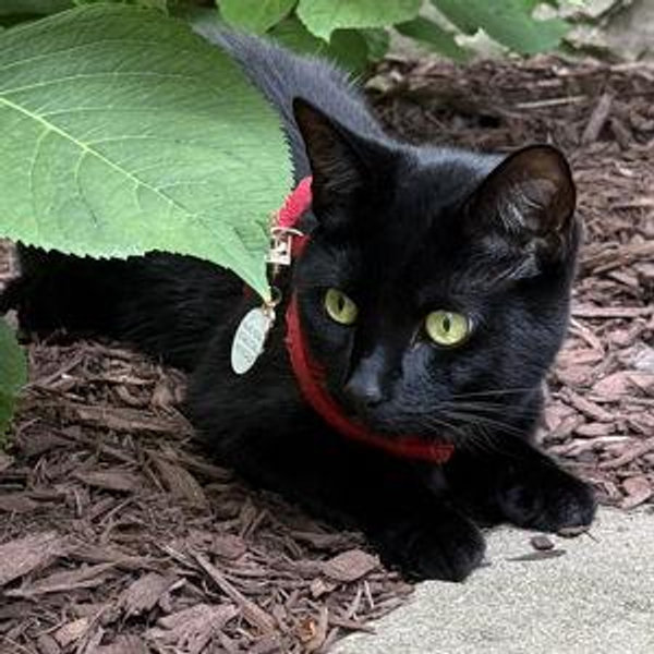 Panther's Inheritance