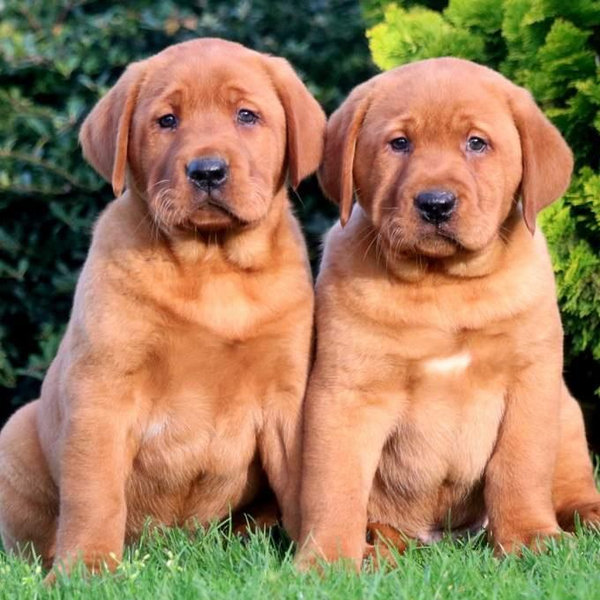 Our Puppy Fund