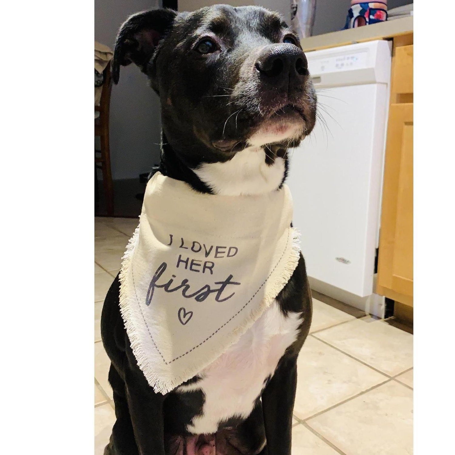 Our fur baby, Moose... Who stole Jenna's heart before Devon came around!