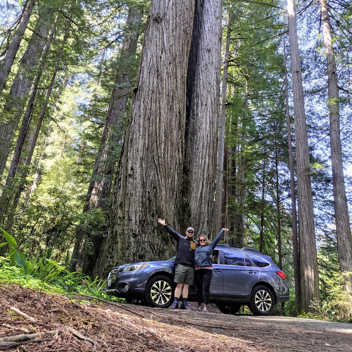 The Redwoods are BIG!