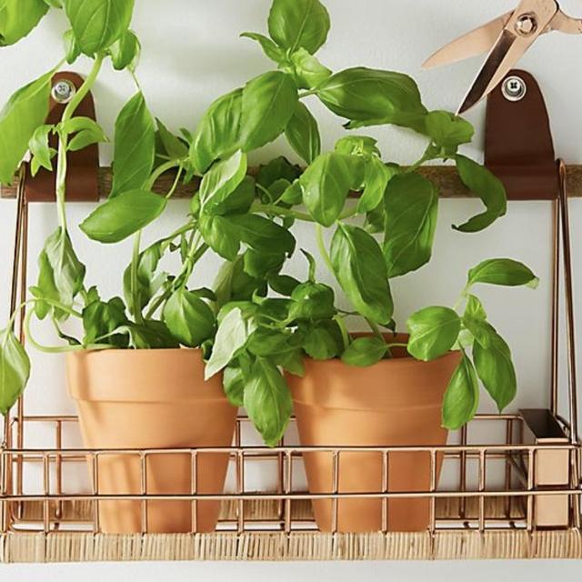Chloe Herb Basket + Scissors
