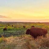 Paynes Prairie Preserve State Park
