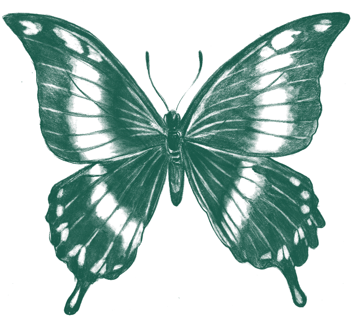 butterfly