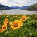 Mosier Plateau Trail
