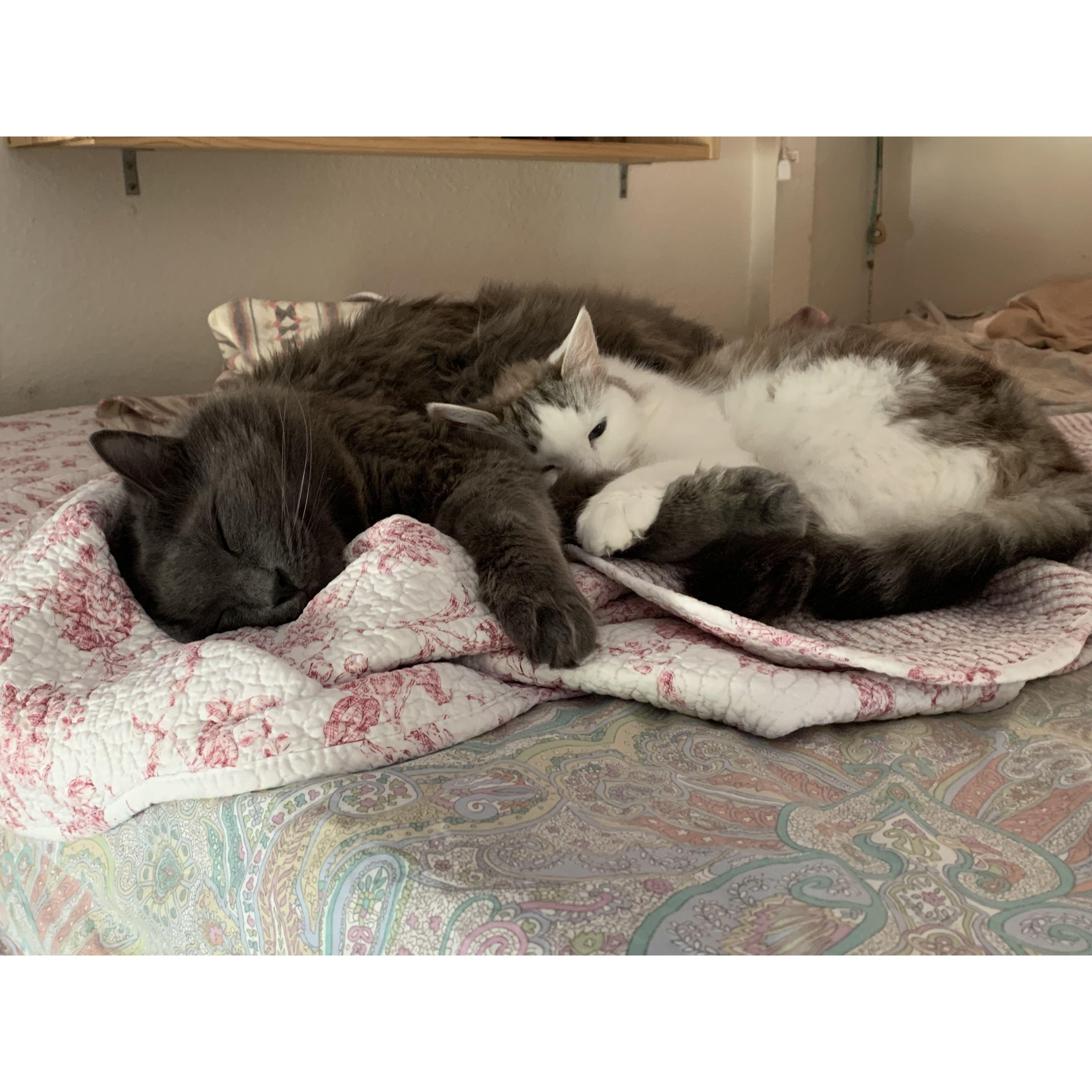 Smokey and Angel!!!