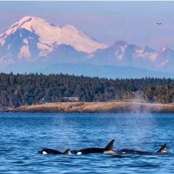 San Juan Islands Honeymoon Fund