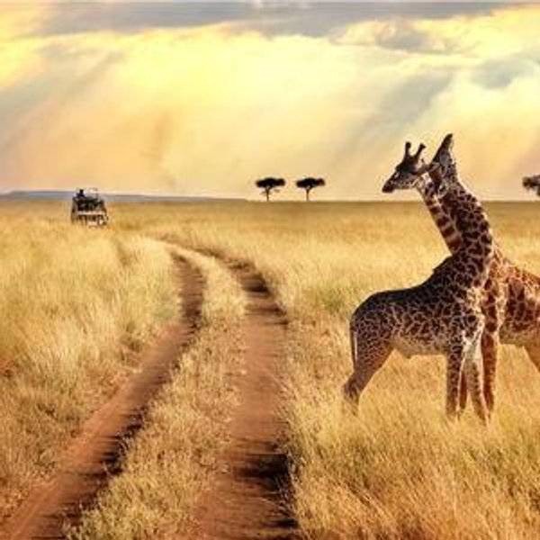 Safari Fund