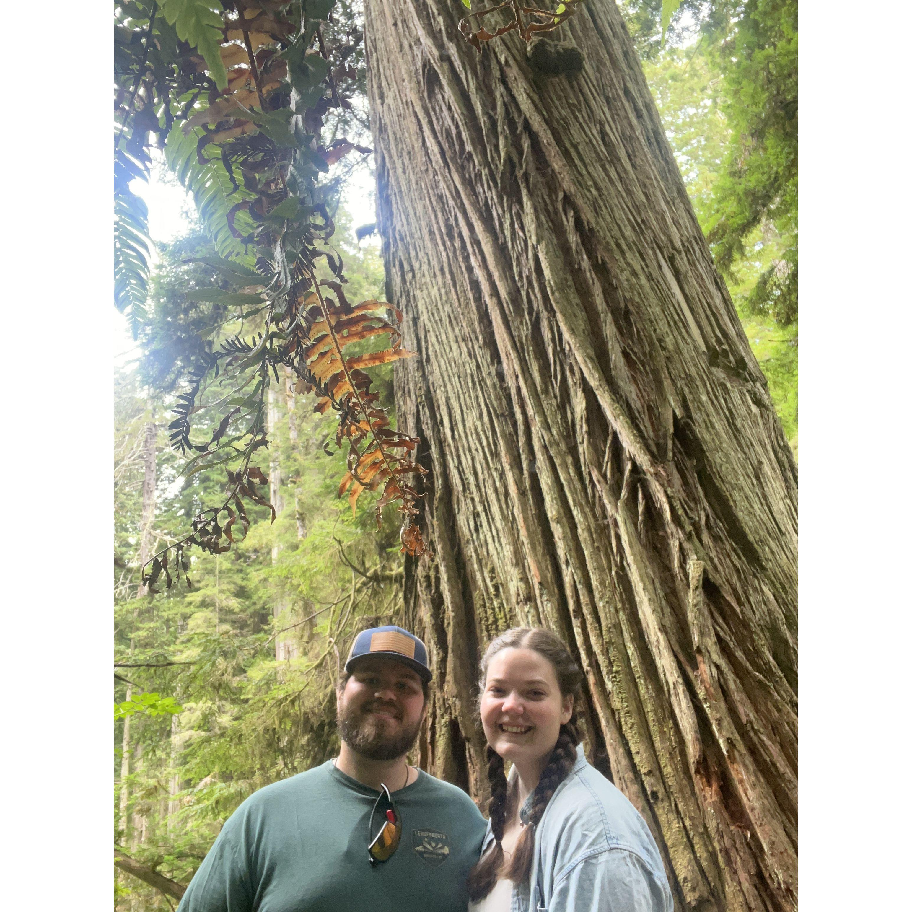 Seeing the Redwoods in California!