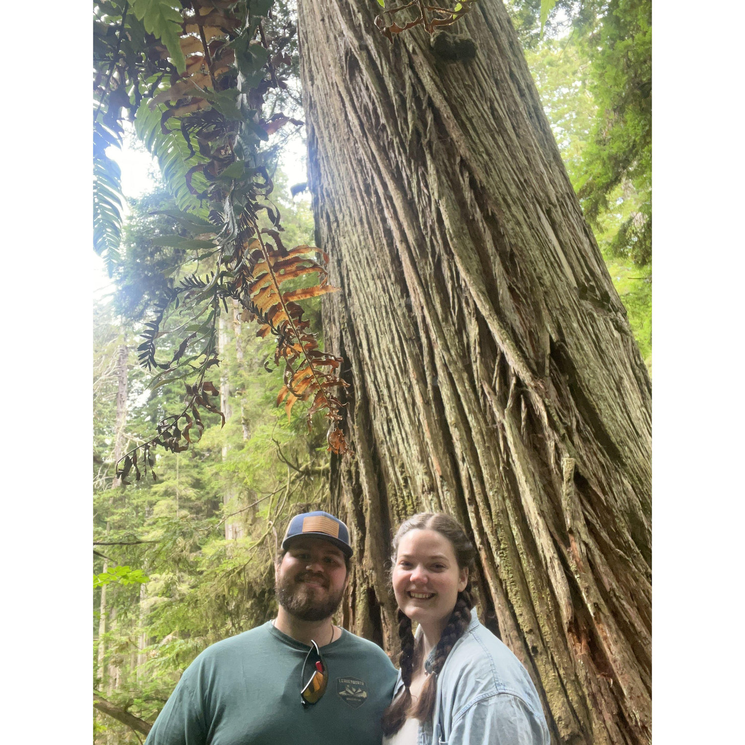 Seeing the Redwoods in California!