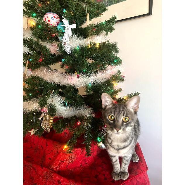 Teddy's first Christmas! Dec 2019