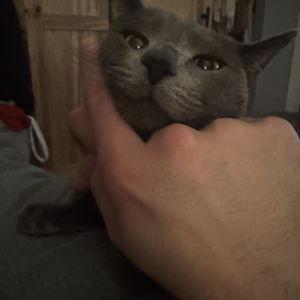 Honeymoon Pet Sitting