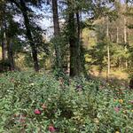 McIntire Park
