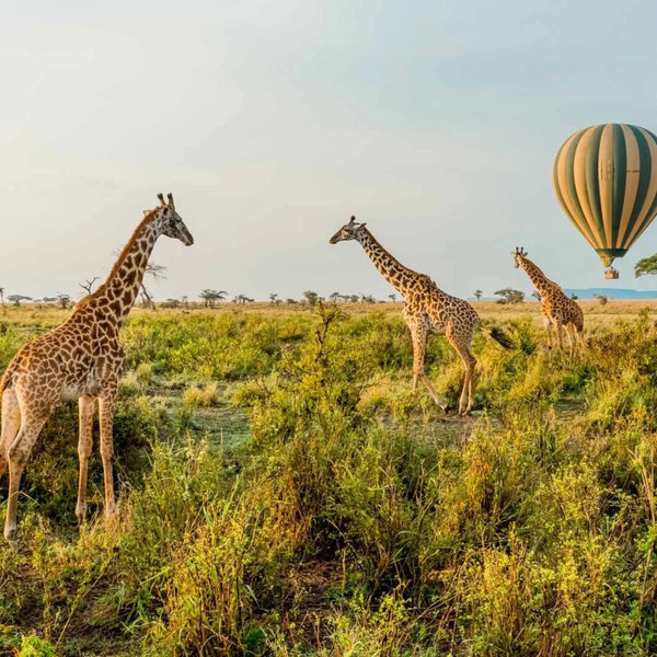 African Safari 🍯🌙
