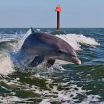 St Pete Dolphin Snorkeling Tour