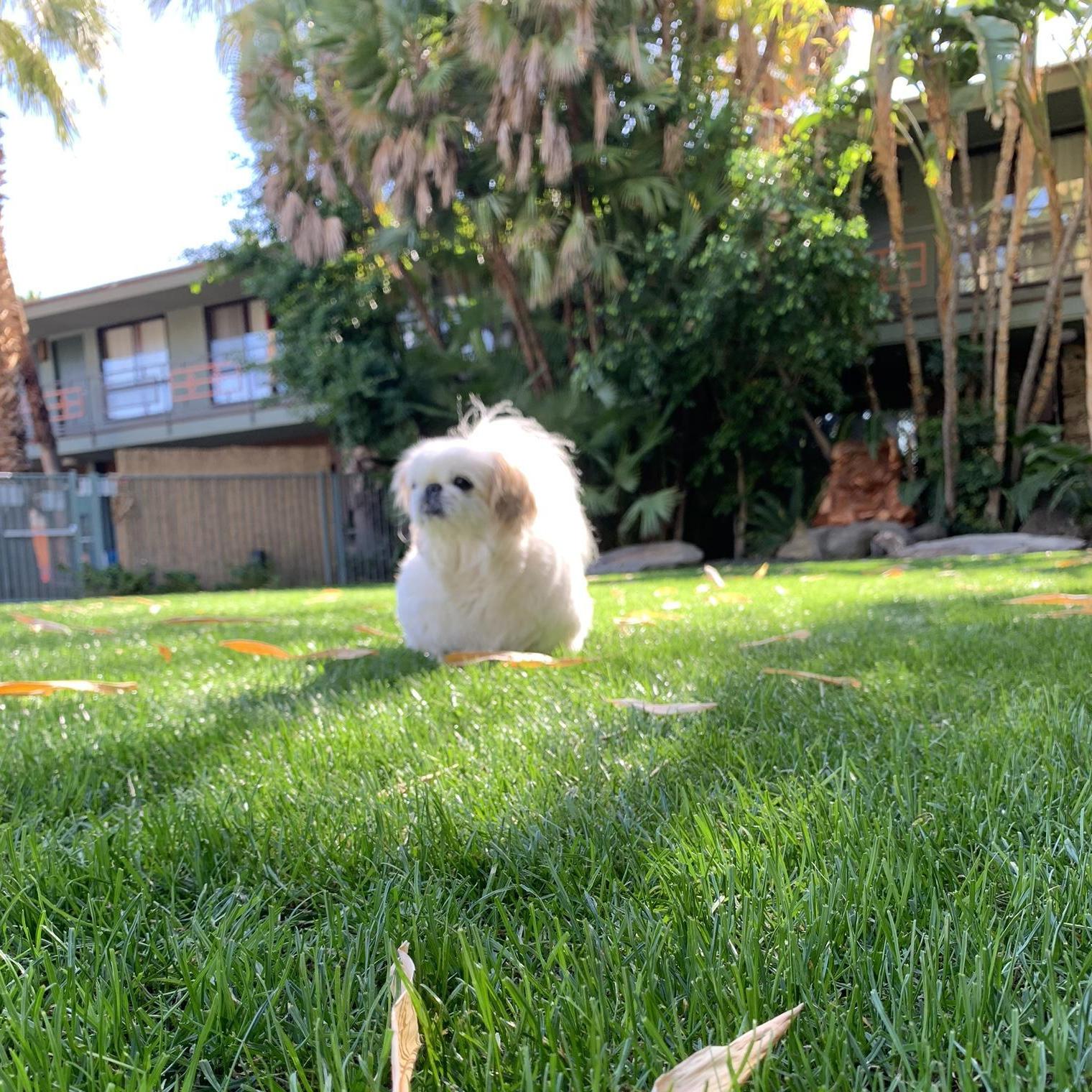 Our travelin' floof... we were just a trio then! This was Leti's first trip to Palm Springs too.