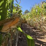 Lyman Orchards Corn Maze