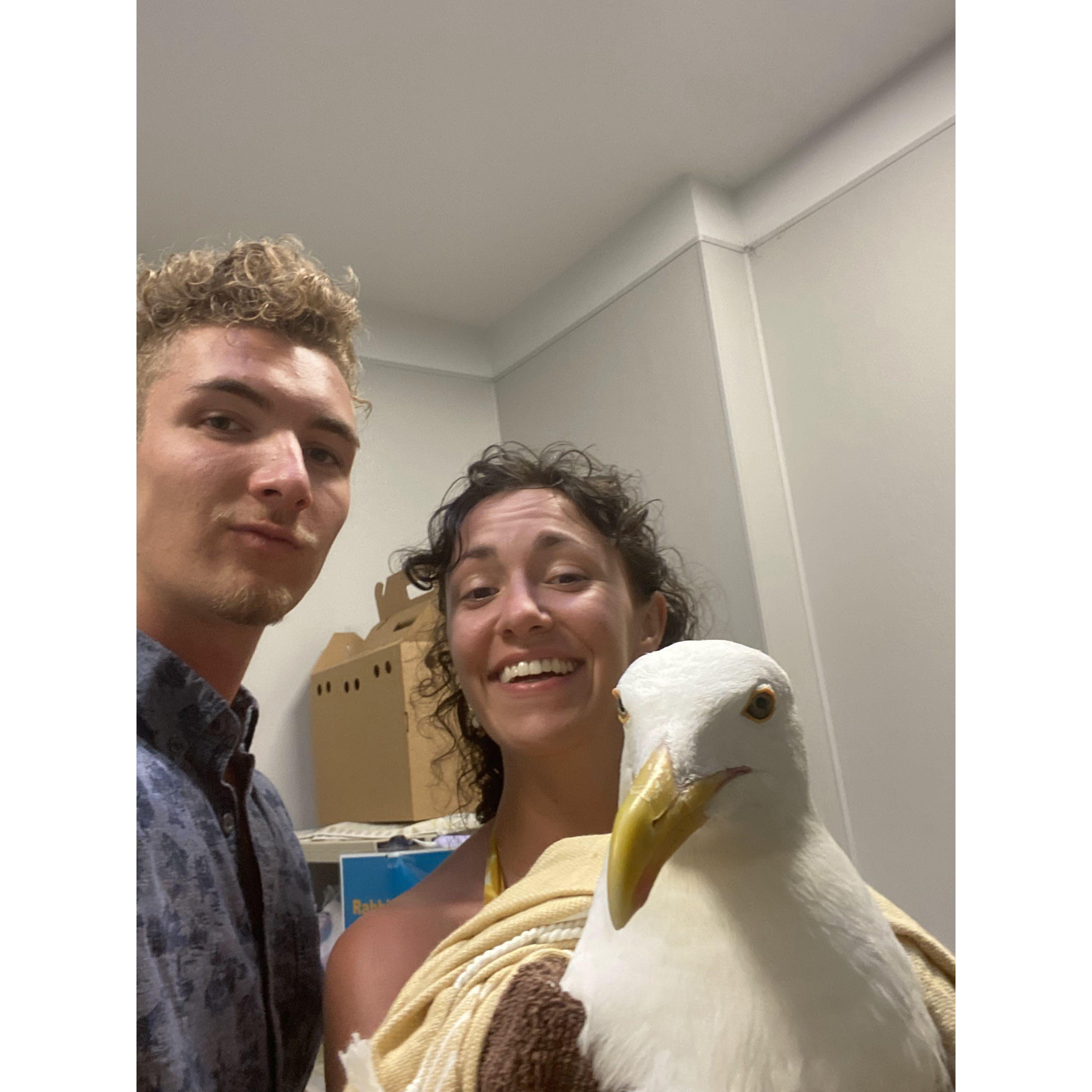 Saving a wild seagull in San Diego, whom we named Pet Shop.