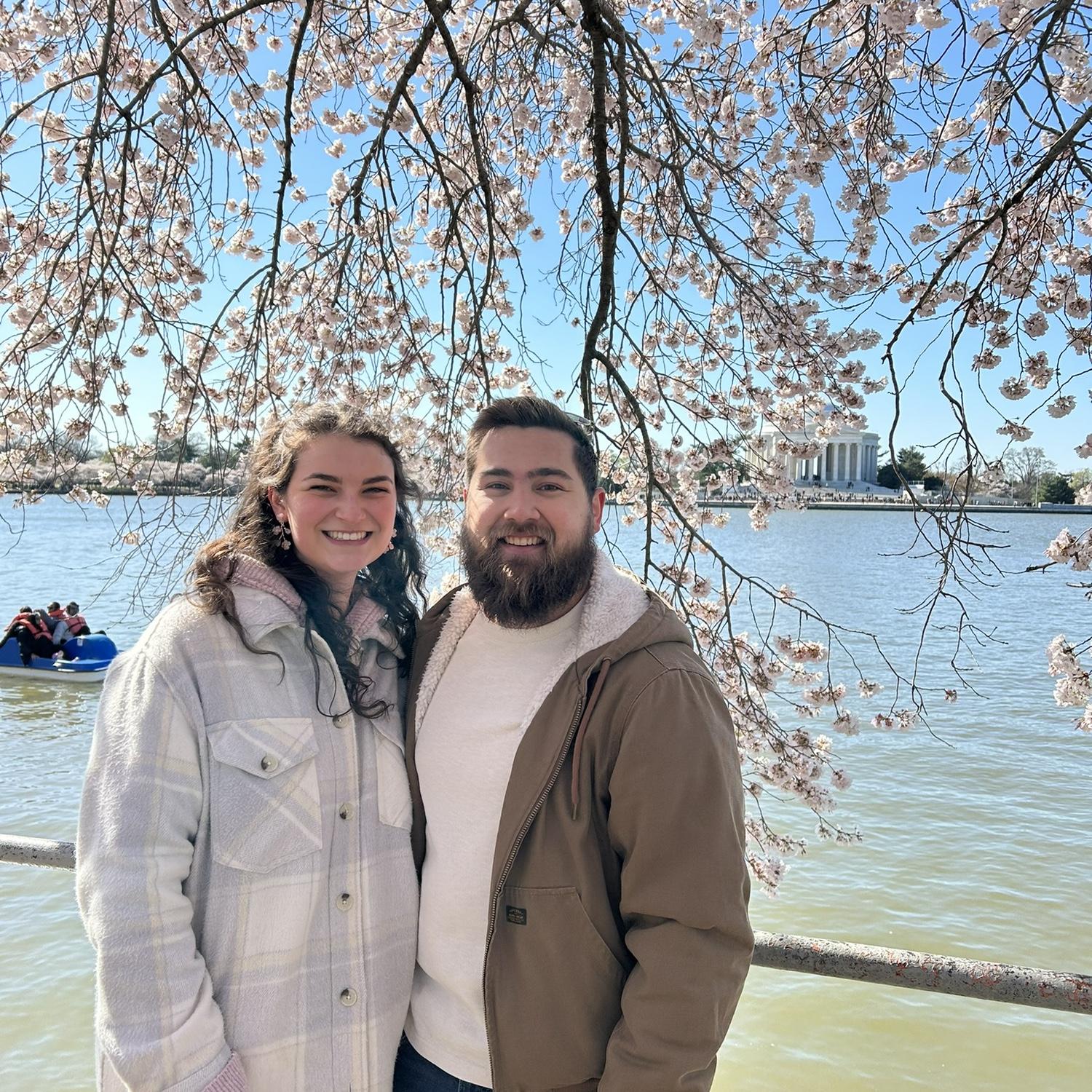 cherry blossoms
