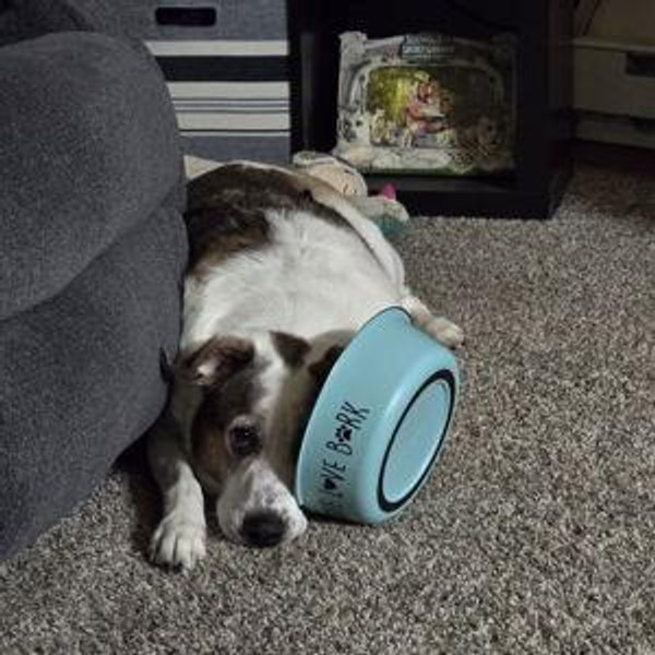 Jasmine's Treat Fund *Venmo