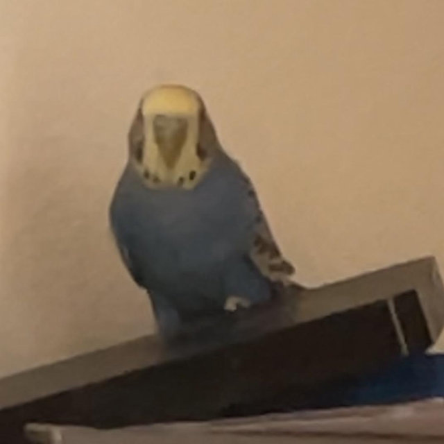 Pollito in sicily