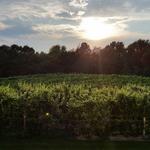 Tabor Hill Winery & Restaurant