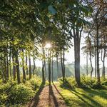 The Morton Arboretum