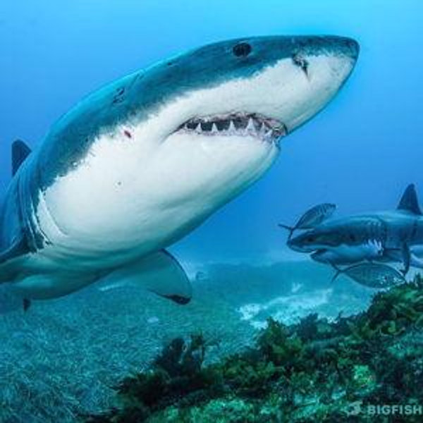 Shark Cage Diving