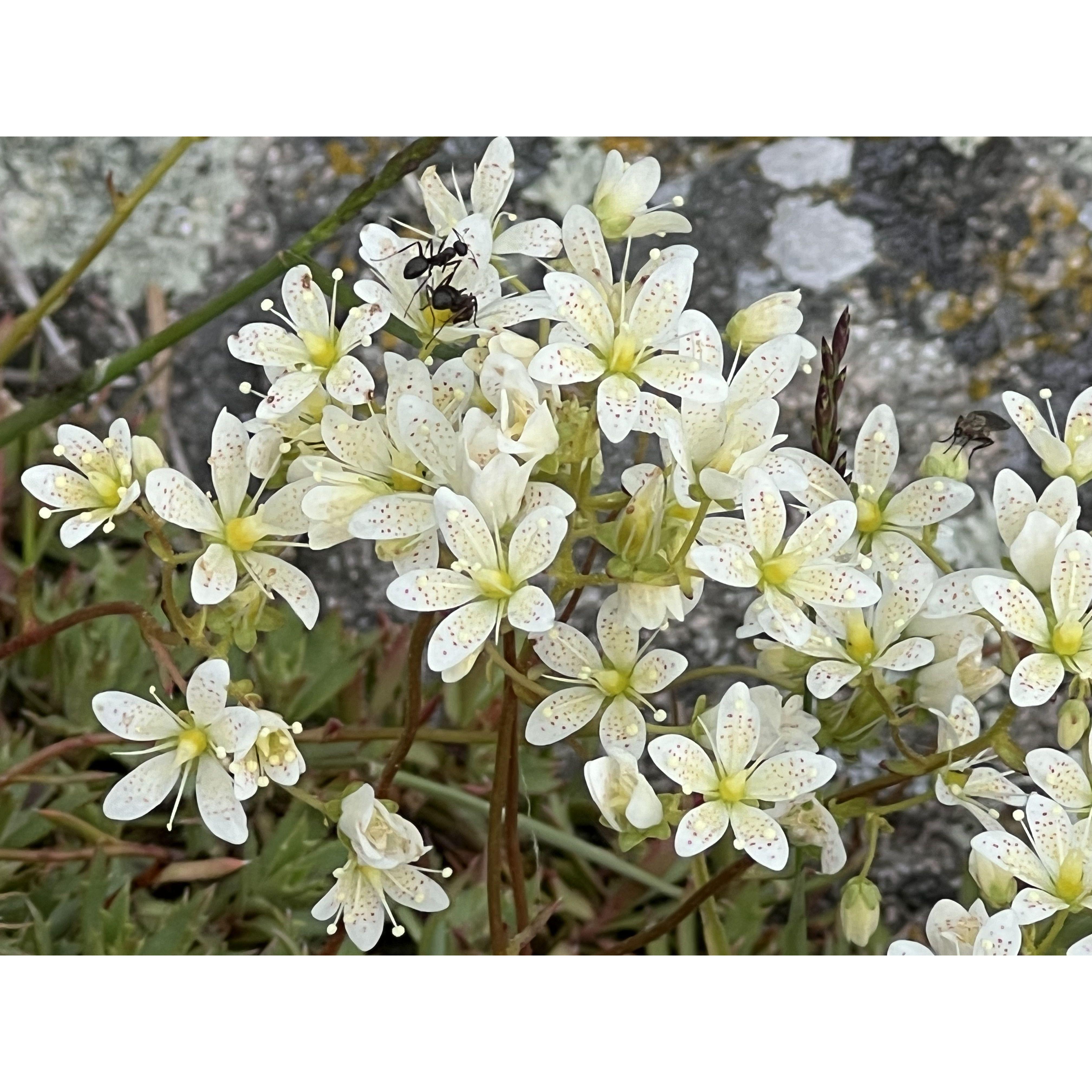 Beautiful photo of a flower we took on our backpacking trip
