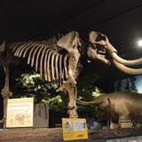 RMSC (Rochester Museum & Science Center)
