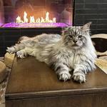 Catzen Coffee