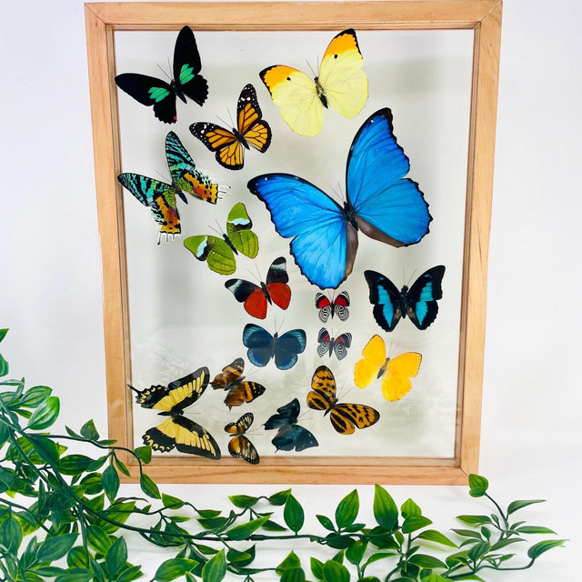 Real Framed Butterfly Display - Morpho Butterfly
