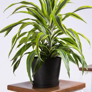 Dracaena Lemon Lime Plant