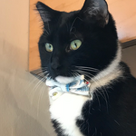 NEKO Cat Cafe Seattle