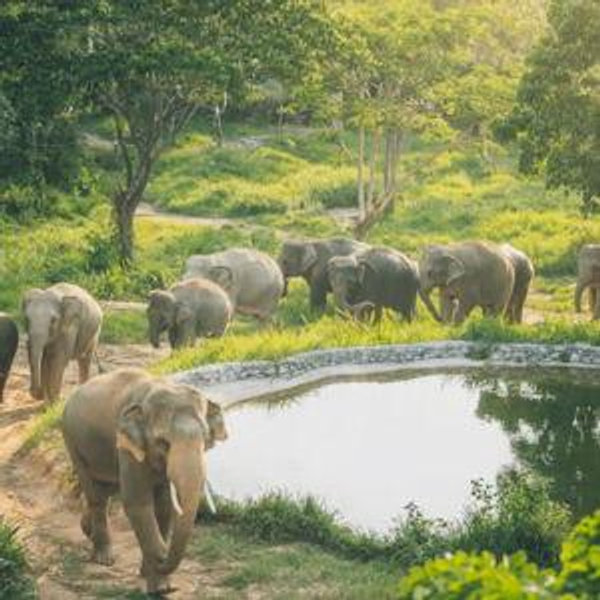 Elephant Sanctuary Visit