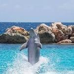 Dolphin Cove Ocho Rios Tours